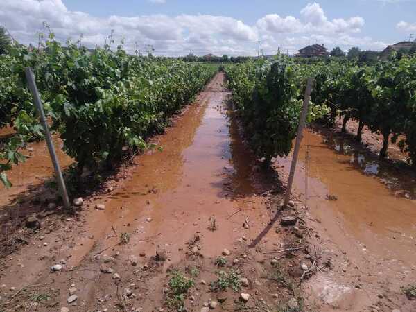 Así están algunas viñas