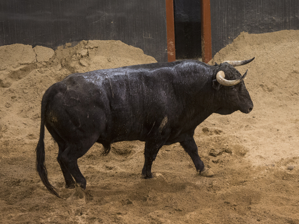 Primer toro del sexteto ganadero, Hilador de nombre, de 580 kilos, con el que estrena la tarde Morante de la Puebla
