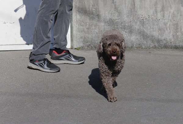 DIRECTO: última hora sobre el crimen del concejal de Llanes Javier Ardines