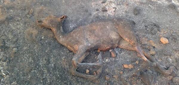 Incendios en Extremadura: Evolución positiva en Jerte y muy favorable en Casas de Miravete