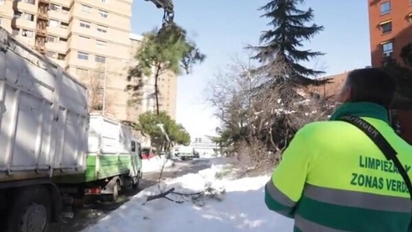 La gran nevada ha dañado cerca del 20% del arbolado en calles y zonas verdes de Madrid