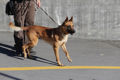 DIRECTO: última hora sobre el crimen del concejal de Llanes Javier Ardines