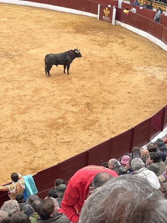 Así hemos narrado el festejo matinal en la Feria de Olivenza