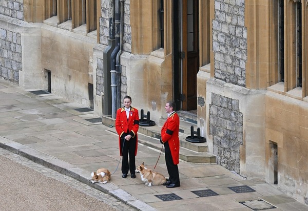 Los perros corgis Muick y Sandy, de Isabel II, también esperan la llegada del féretro a Windsor. AFP