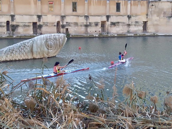 Una regata en constante crecimiento