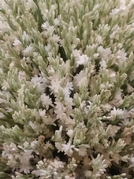 Procesión de la Virgen de las Angustias en directo | Sigue minuto a minuto la procesión