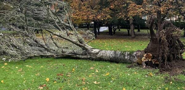 En directo: temporal de nieve en Asturias