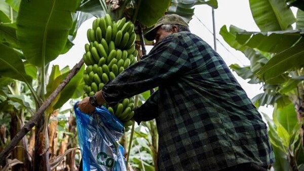 Carrera contrarreloj para salvar a los plátanos de La Palma de las cenizas